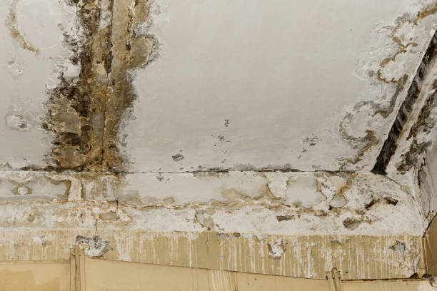 Best Mold Documentation for Insurance Claims  in Islip Terrace, NY
