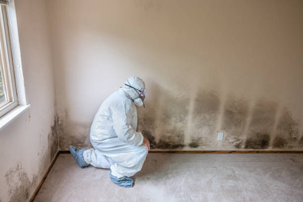 Mold Remediation for Vacation Homes in Islip Terrace, NY