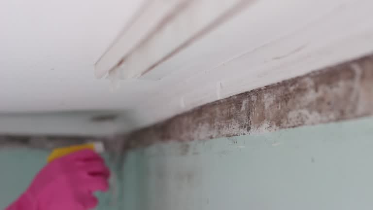 Best Mold Removal for HVAC Installations  in Islip Terrace, NY